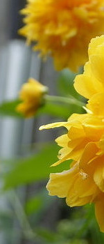 Dresden - Rhododendrongarten