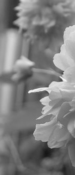 Dresden - Rhododendrongarten