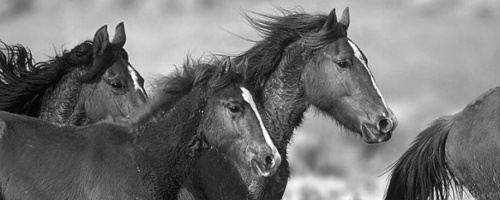 Informationen &uuml;ber Pferde