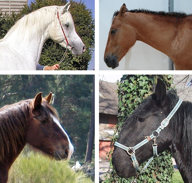 Hechtkopf (Araberhengst) - Gerader Kopf (American Curly Horse) - Ramsnase - Ramskopf