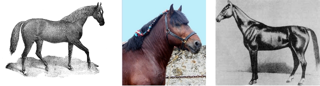 Hirschhals bei einem Achal-Tekkiner - Kurzer Hals bei einem Ardenner, Kaltblutpferd aus den Ardennen- Schwanenhals bei einem Englischen Vollblut