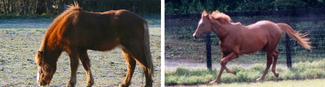 flacher Widerrist bei einem Islandpony - hoher Widerrist bei einem englischen Vollblut