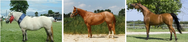langer Rücken bei einem Highland Pony - langer Rücken mit überbauter Kruppe bei einem Quarter horse - Quadratpferd (Araber/Stute)