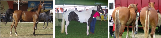 flache Kruppe bei einem Araber - steil abfallende Kruppe eines Pintos - gespaltene Kruppe