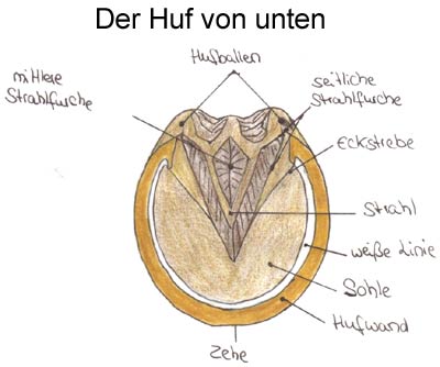 Schema: Pferdehuf
