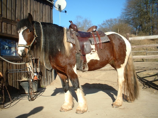 Braunschecke: Tinker-Stute