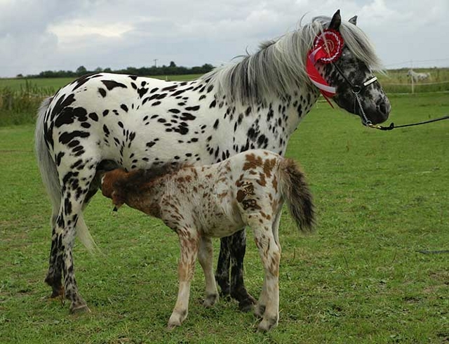 Tigerschecke: Miniappaloosa