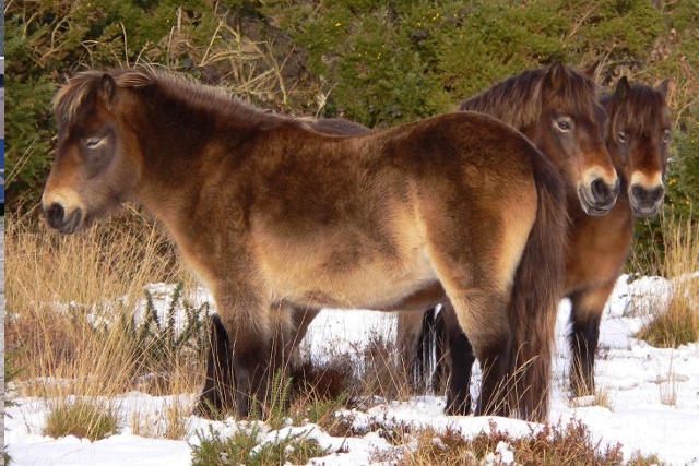 Exmoorpony