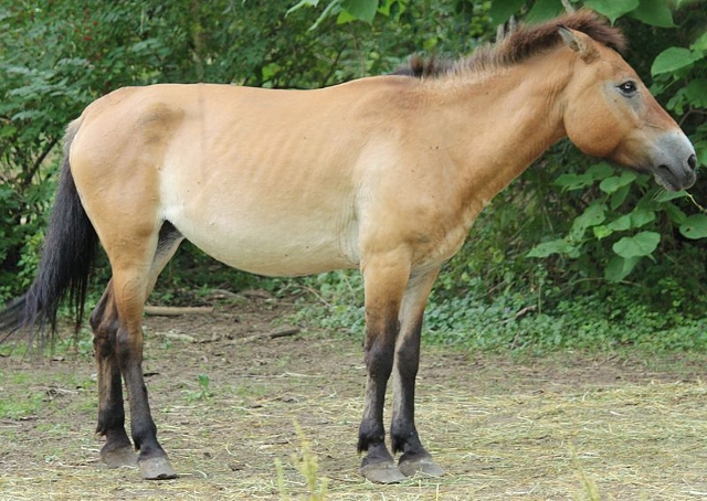 Mongolen Pony