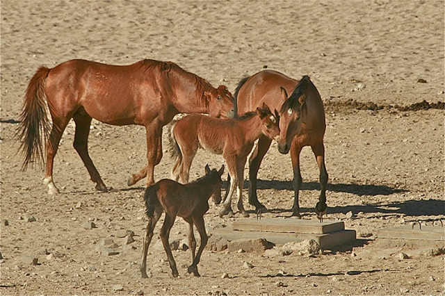 Namib Wildpferd