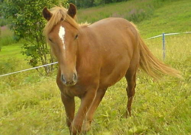 Nordland Pony