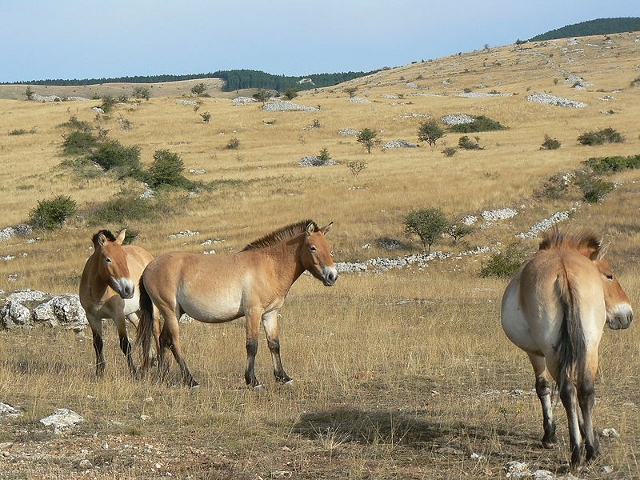 Przewalski-Pferd