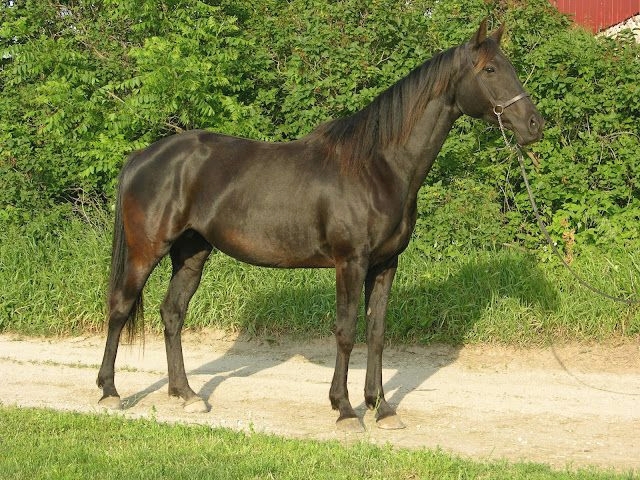 Russisches Reitpferd