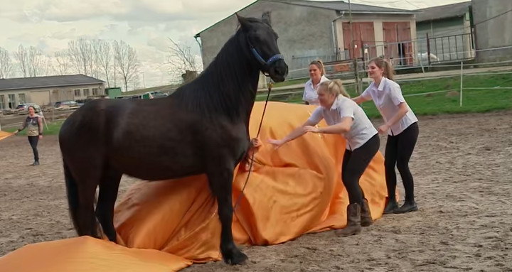 Training mit dem Pferd