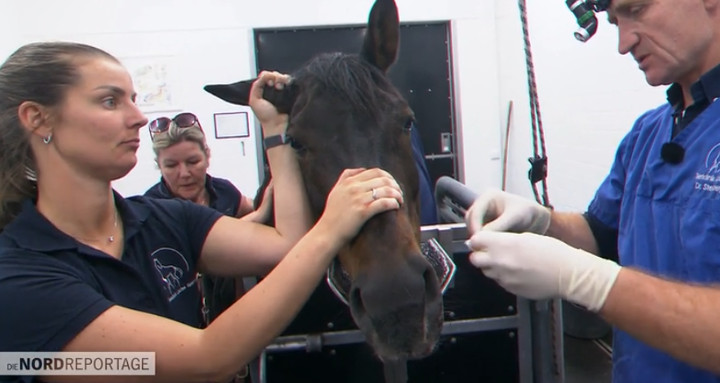 Mit vier Hufen in den den OP