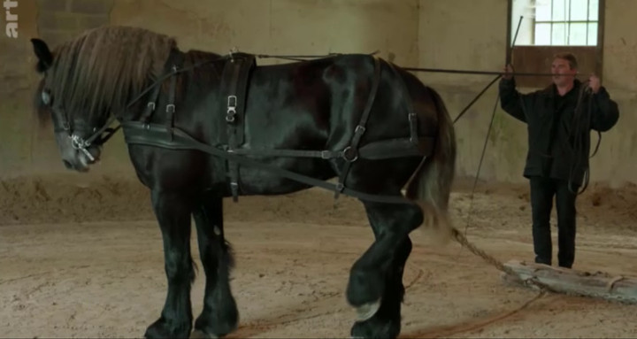 Percheron - das Kraftpaket