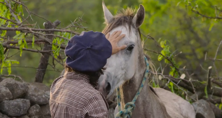 Pferde trainieren mit sanfter Hand