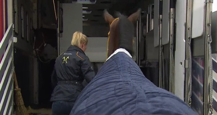 Wie geht das? Pferde_verschicken