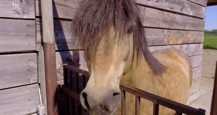 Wieder fest im Sattel