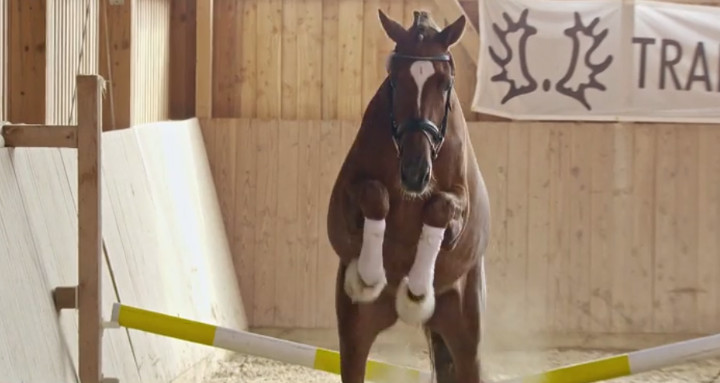 Trakehner - Des Königs letzte Pferde