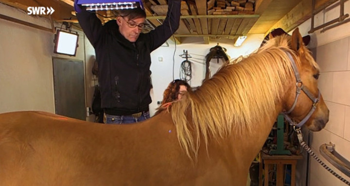 Handwerkskunst: Wie man einen Sattel macht?