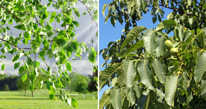 Birken- und Walnussblätter