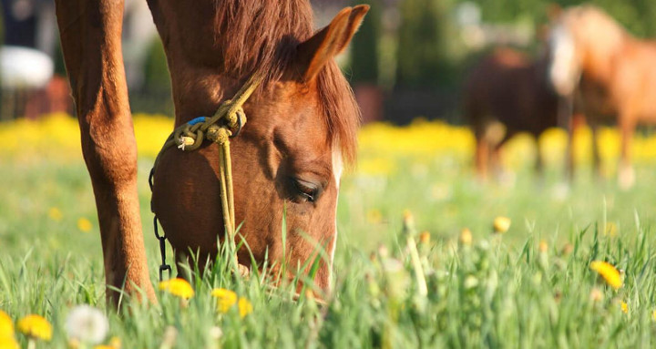 Selbstbedienung an der Kräuterbar