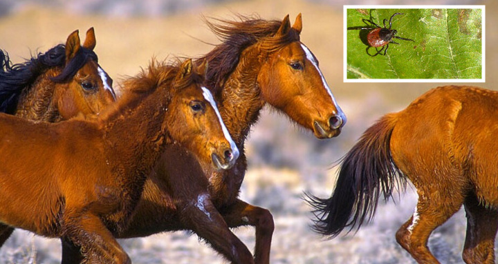 Zecken - unliebsame Bewohner