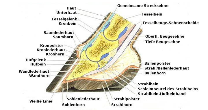 Aufbau des Pferde-Hufs