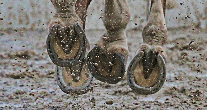Bewegungstraining ist die Basis für gesunde Pferdehufe