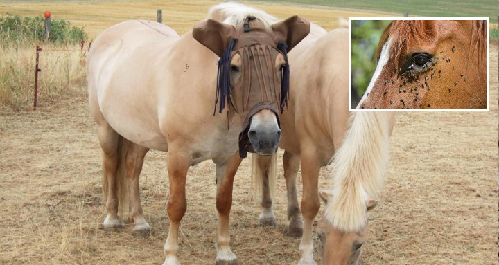 Schutz von Pferdeaugen - Fransenstirnband