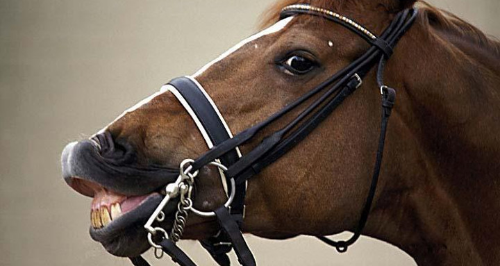 Zähne und Gebiss sollten regelmäßig kontrolliert werden