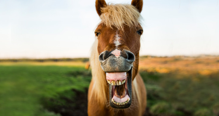 Quizfrage: Wie alt bin ich?