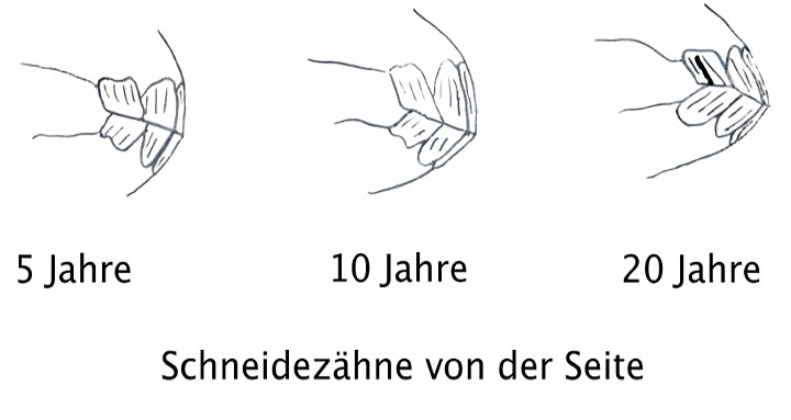 Schneidezähne von der Seite