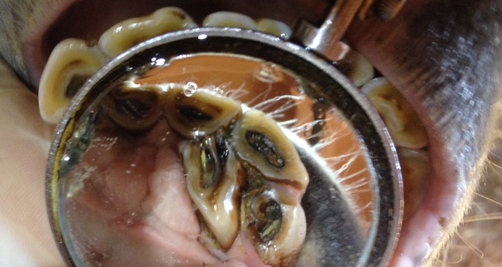 Polydontie - angeborene Zahnfehlstellung