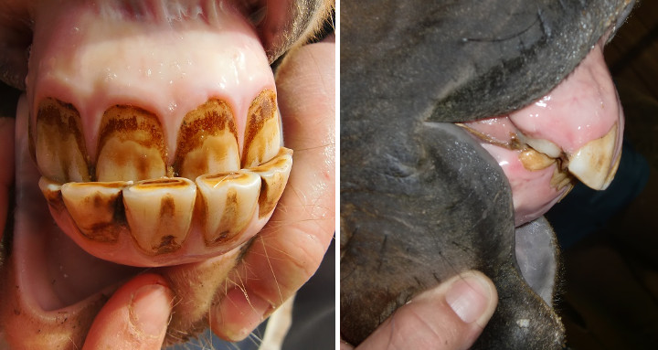 angeborener Unter- und Überbiss