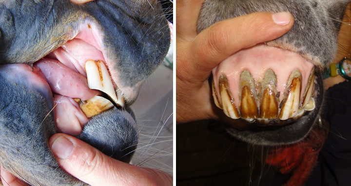 Einbiss am Scheidezahn und Zahnstein an den Schneidezähnen