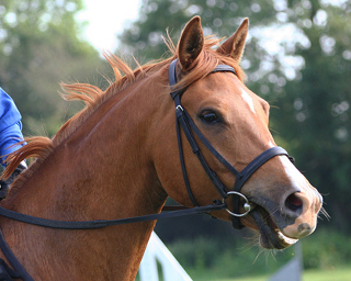 Englisches Reithalfter