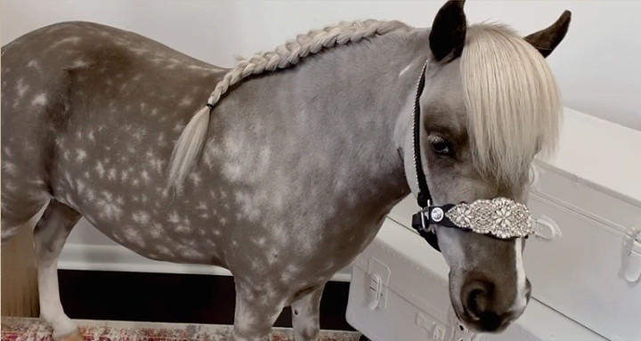 holländischer Zopf - Ergebnis