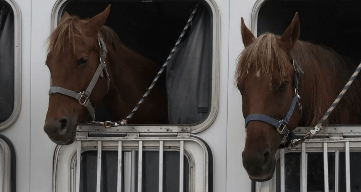 Transport von Pferden