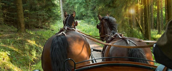 Waldspaziergang mit Pferdekutsche