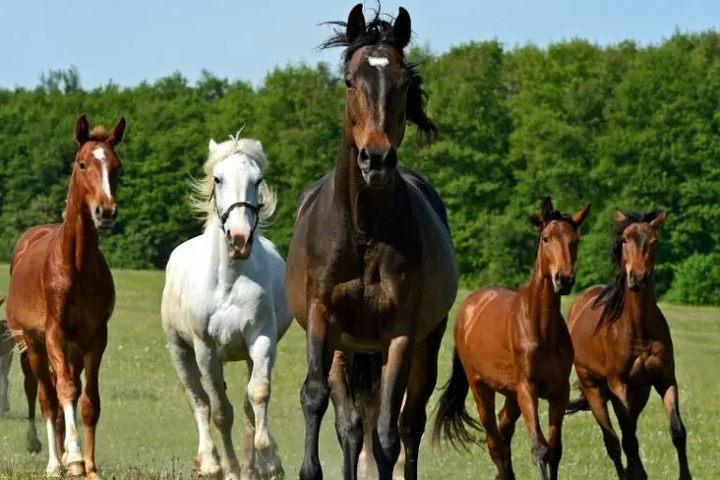 Pferdekauf: Pferde in der Bewegung beobachten